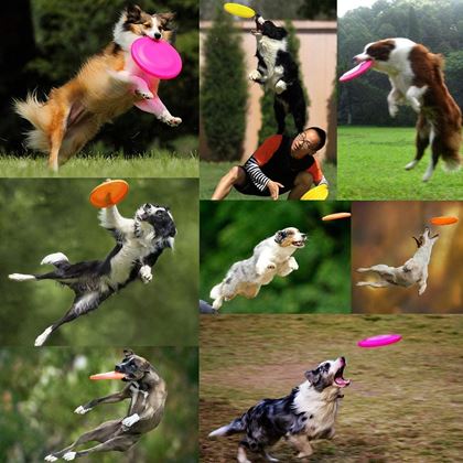 Létající frisbee