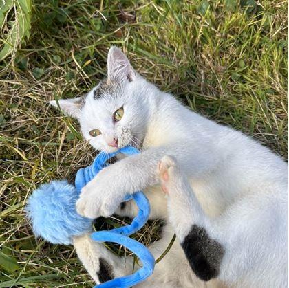 Obrázek z Pružinová hračka pro kočky s míčkem