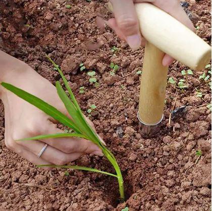 Obrázek z Sázecí kolík