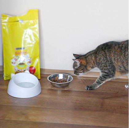 Obrázek z Miska pro kočky 2v1