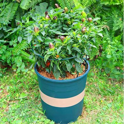 Obrázek z 2 ks Kovové podpěry rostlin 35 cm