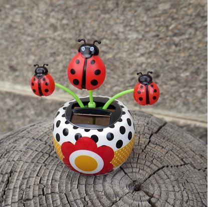 Obrázek Solární květina